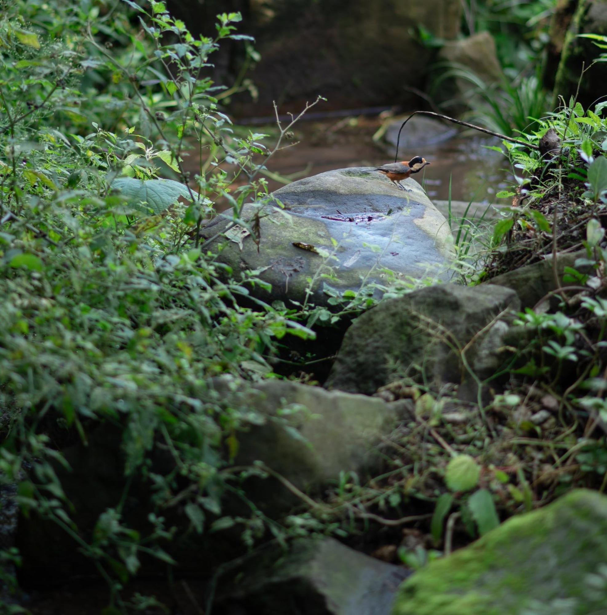 River & Forest Genpuan Sauna Drum Bath Bbq Hearth * 渋川市